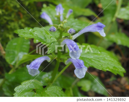 Flowers of the *Scutellaria* genus on a rainy morning (20260704061024) Flowers of the *Scutellaria* genus on a rainy morning (20260704061024) 141329892