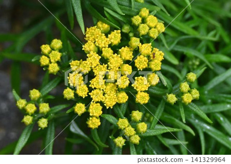 The iwa-inchin is a beautiful alpine plant native to Japan, growing in rocky areas of high mountains, and is characterized by its yellow flower clusters. The iwa-inchin is a beautiful alpine plant native to Japan, growing in rocky areas of high mountains, and is characterized by its yellow flower clusters. 141329964