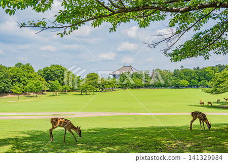 奈良公園春日野花園吃草的鹿 奈良公園春日野花園吃草的鹿 141329984