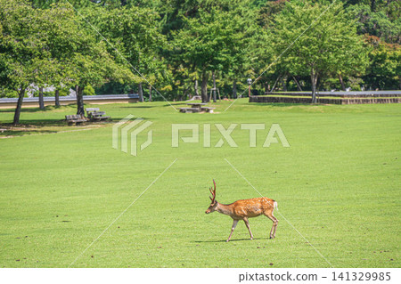 奈良公園春日之園地的鹿 奈良公園春日之園地的鹿 141329985