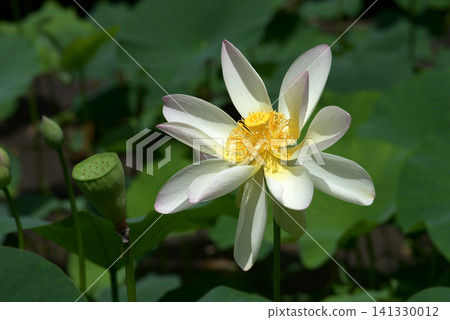 蓮花 蓮花 141330012