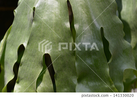 Leaf pattern Natural modeling Leaf pattern Natural modeling 141330020