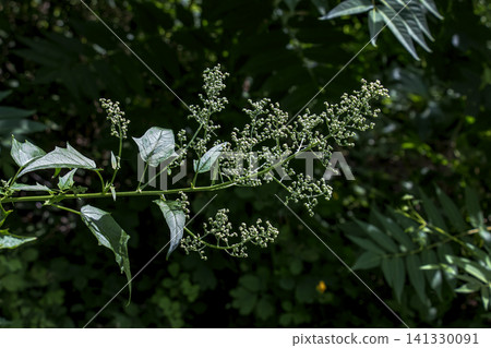 Maple-Leaved Goosefoot with Branched Green Flower Panicles Maple-Leaved Goosefoot with Branched Green Flower Panicles 141330091