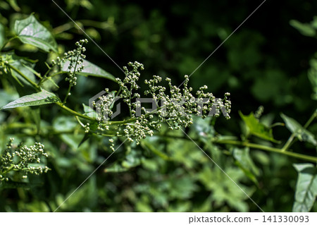Tiny Green Flowers of Maple-Leaved Goosefoot in Loose Panicles 141330093