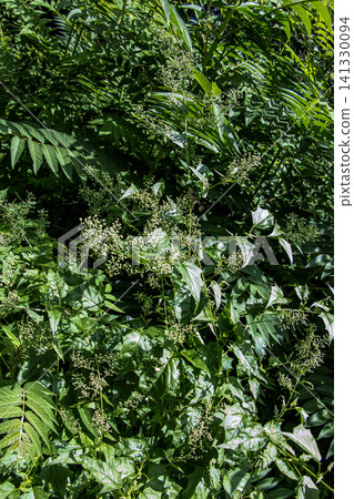 Tall Maple-Leaved Goosefoot Growing Among Garden Vegetation 141330094