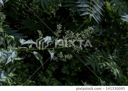 Branched Maple-Leaved Goosefoot Plant with Green Inflorescences 141330095