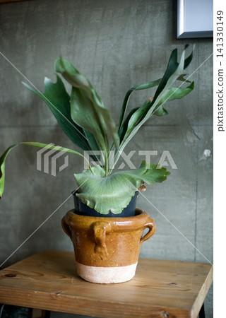 The staghorn fern's water-storing leaves have grown so large that they cover the rim of the plastic pot, preventing it from being placed inside the pot cover. The staghorn fern's water-storing leaves have grown so large that they cover the rim of the plastic pot, preventing it from being placed inside the pot cover. 141330149