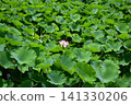 Lotus flowers at Tsurugaoka Hachimangu Shrine Lotus flowers at Tsurugaoka Hachimangu Shrine 141330206