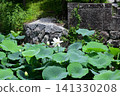 White lotus flowers at Tsurugaoka Hachimangu Shrine White lotus flowers at Tsurugaoka Hachimangu Shrine 141330208