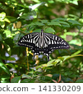 Swallowtail butterfly Swallowtail butterfly 141330209