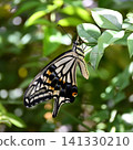Swallowtail butterfly Swallowtail butterfly 141330210