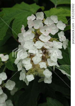 Porcupine flower flower 141330302