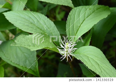 日本金盞花（Chloranthus japonicus）是一種美麗的植物，其白色小花呈刷狀花序，在輪生葉片的中心盛開，生長在瀨戶內海沿岸。 141330319