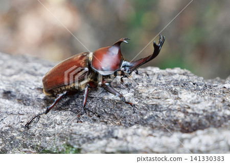 Beetle on a tree Beetle on a tree 141330383