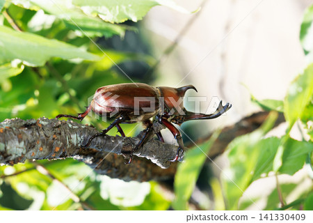 Beetle on a tree Beetle on a tree 141330409