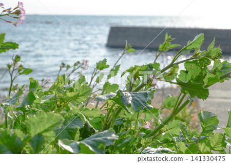 Flowers blooming on the seashore and the soft spring light Flowers blooming on the seashore and the soft spring light 141330475