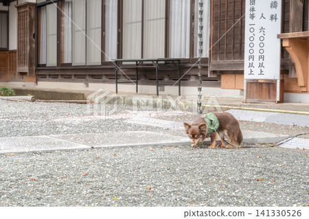 一隻小狗站在一棟老房子前,享受著片刻的寧靜。 一隻小狗站在一棟老房子前,享受著片刻的寧靜。 141330526