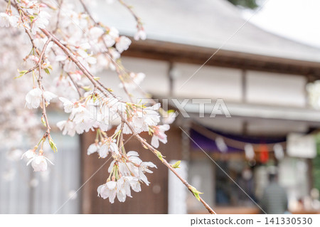 春日神社景色，櫻花枝條在微風中搖曳，陽光柔和。 141330530