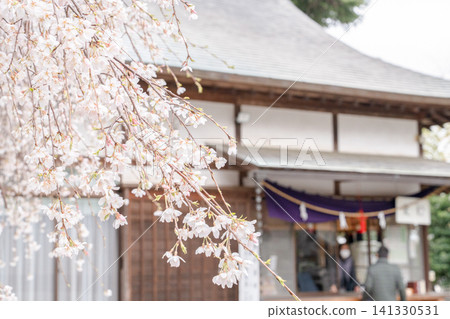 一個日本春日景象,神社裡櫻花盛開。 一個日本春日景象,神社裡櫻花盛開。 141330531