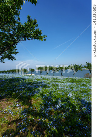 A field of nemophila flowers in full bloom in Maishima, Osaka, reflected in the refreshing blue sky and sea. A field of nemophila flowers in full bloom in Maishima, Osaka, reflected in the refreshing blue sky and sea. 141330609