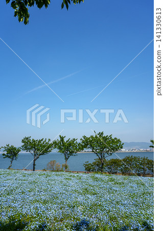 A field of nemophila flowers in full bloom in Maishima, Osaka, reflected in the refreshing blue sky and sea. A field of nemophila flowers in full bloom in Maishima, Osaka, reflected in the refreshing blue sky and sea. 141330613