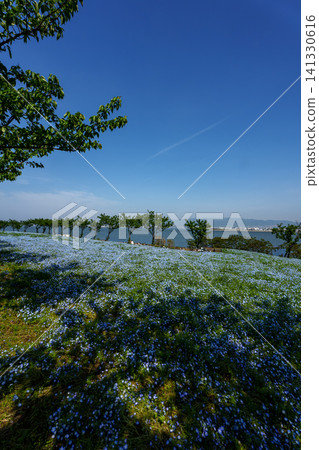 A field of nemophila flowers in full bloom in Maishima, Osaka, reflected in the refreshing blue sky and sea. A field of nemophila flowers in full bloom in Maishima, Osaka, reflected in the refreshing blue sky and sea. 141330616