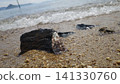 Washed-up seashells and 141330760