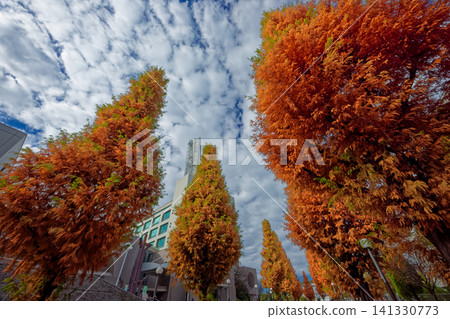 Autumn foliage of Metasequoia trees in front of the Tsuzuki Ward Office in Kohoku New Town 141330773