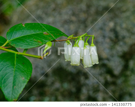 白色,甕狀花;杜鵑花科植物,學名*Leucothoe japonica*。 白色,甕狀花;杜鵑花科植物,學名*Leucothoe japonica*。 141330775