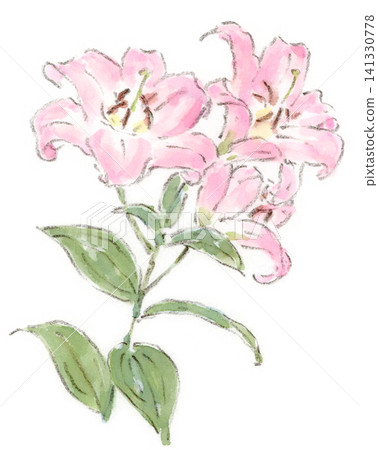 Watercolor illustration of a plant from the rainy season to summer, a pink lily, oriental lily. Watercolor illustration of a plant from the rainy season to summer, a pink lily, oriental lily. 141330778