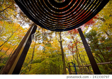 Autumn leaves in Kohoku New Town and Tsuzuki Chuo Park 141330797