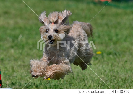 My beloved dog, a Maltipoo (Maltese x Toy Poodle), happily running around in the dog park. My beloved dog, a Maltipoo (Maltese x Toy Poodle), happily running around in the dog park. 141330802