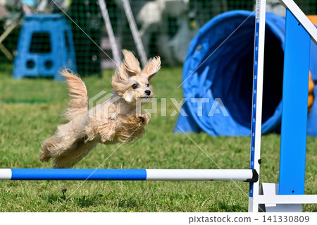 My beloved dog playing on the athletic equipment: Maltipoo (Maltese x Toy Poodle) - Dog Agility My beloved dog playing on the athletic equipment: Maltipoo (Maltese x Toy Poodle) - Dog Agility 141330809