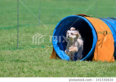 My beloved dog playing on the athletic equipment: Maltipoo (Maltese x Toy Poodle) - Dog Agility My beloved dog playing on the athletic equipment: Maltipoo (Maltese x Toy Poodle) - Dog Agility 141330810
