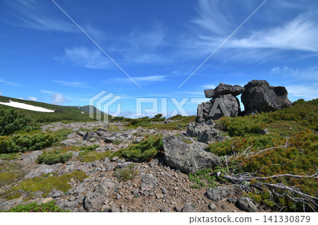 大雪山赤岳登山道上的駒草平原 大雪山赤岳登山道上的駒草平原 141330879