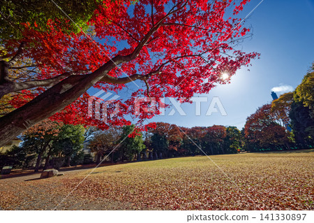 港北新城/葛谷公園的秋葉 港北新城/葛谷公園的秋葉 141330897