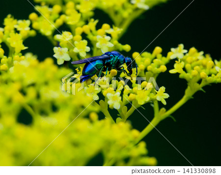 Stilbum cyanurum, a parasitic wasp with metallic luster Stilbum cyanurum, a parasitic wasp with metallic luster 141330898