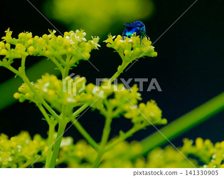 Stilbum cyanurum,一種具有金屬光澤的寄生蜂 Stilbum cyanurum,一種具有金屬光澤的寄生蜂 141330905