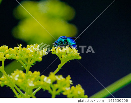 Stilbum cyanurum，一種具有金屬光澤的寄生蜂 141330906