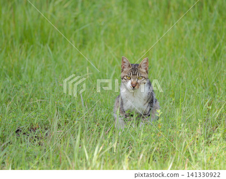 Satoyama stray cat Satoyama stray cat 141330922