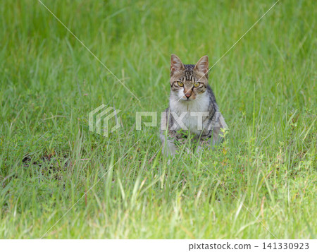 Satoyama stray cat Satoyama stray cat 141330923