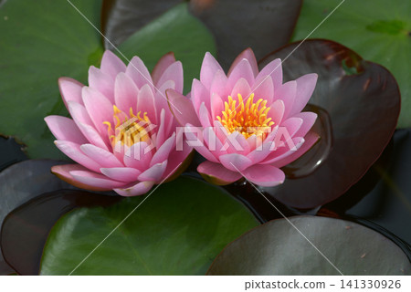 Fabiola water lily Fabiola water lily 141330926