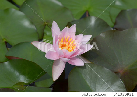 Rose Magnolia Water Lily Rose Magnolia Water Lily 141330931