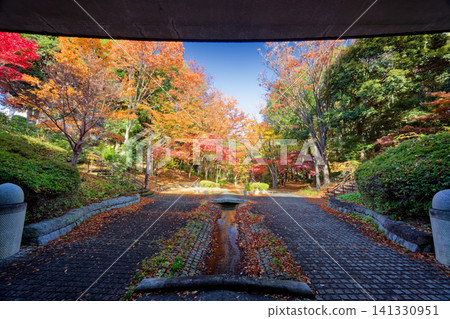 Picture frame autumn leaves of Yokohama, Kohoku new town Picture frame autumn leaves of Yokohama, Kohoku new town 141330951