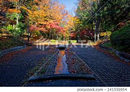 Picture frame autumn leaves of Yokohama, Kohoku new town Picture frame autumn leaves of Yokohama, Kohoku new town 141330954