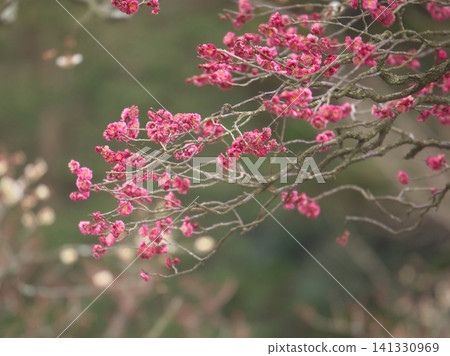 盛開的鮮豔紅梅花-自然美景 盛開的鮮豔紅梅花-自然美景 141330969