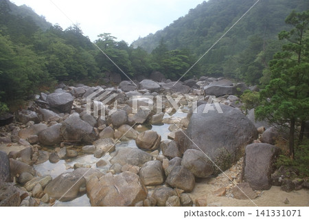 Yakushima mountain path Yakushima mountain path 141331071