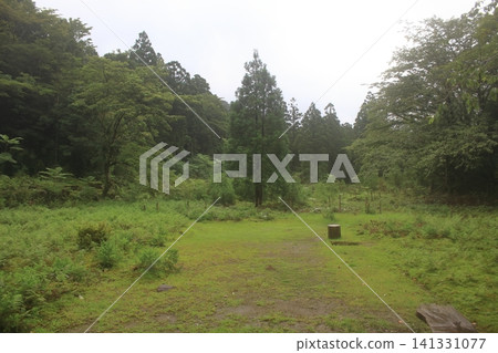 Yakushima mountain path Yakushima mountain path 141331077