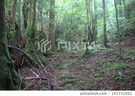 Yakushima mountain path Yakushima mountain path 141331082