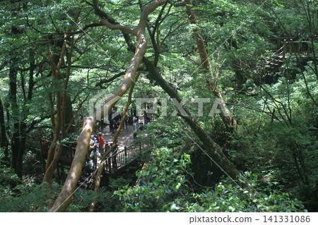 Yakushima mountain path Yakushima mountain path 141331086